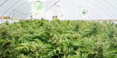 The Trump Administration Has Found A New Way To Crack Down On Legal Weed