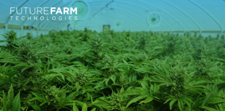 Future Farm’s Commitment to Non-GMO Cannabis