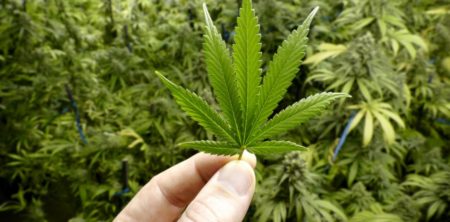 Hague’s call to legalise cannabis rejected by government
