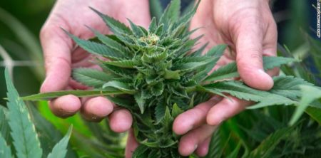 Future of legal marijuana: Canadian greenhouses could mean cheaper, safer pot