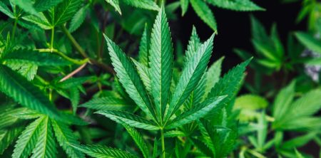 Can the Conservatives reverse cannabis legalization?