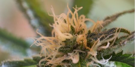 MMJ Completes Sale of Phytotech Therapeutics Limited; Acquires Interest in Harvest One Cannabis Inc.