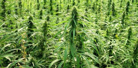 Congress just quietly passed a law that could spark a boom for the $1 billion marijuana-linked CBD industry